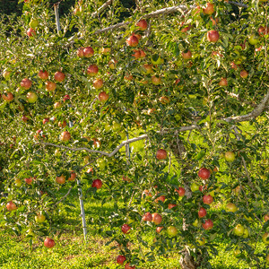 りんご 長野 スマートフレッシュ サンつがる 3kg 少人数家庭にぴったり 葉とらず 産地直送 フルーツ 果物 デザート おやつ リンゴ 林檎 さんつがる 秋 旬 スムージー ジャム 信州 長野県 長