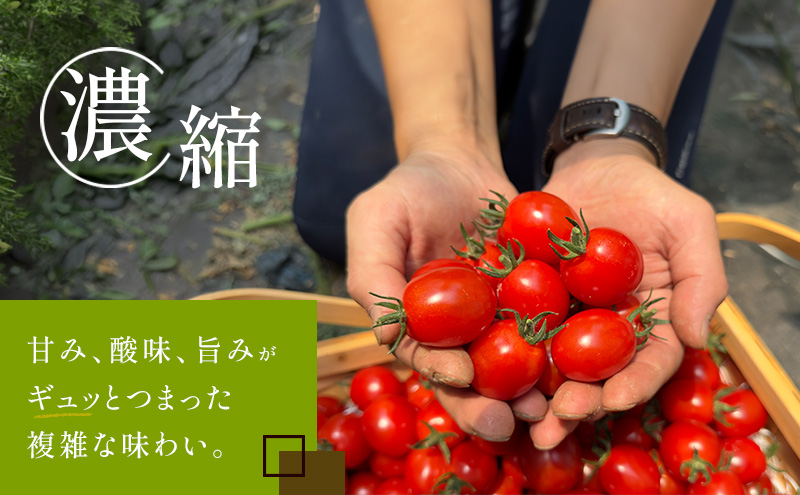 訳あり 北海道 完熟 新鮮 ミニトマト フラノルージュ 1kg 上富良野 自宅用 野菜 産地直送