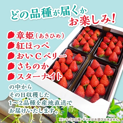 【2027年1月発送開始】【訳アリ】岡山県美作市産　いちご詰合せ(約270g×4パック)【配送不可地域：離島・北海道・沖縄県】
