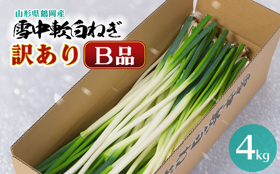 
雪中軟白ネギ　B品 訳あり 4kg　山形県鶴岡産　【菅原 亮】
