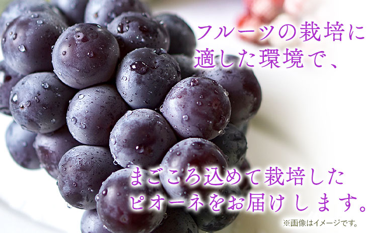 たねなし ピオーネ 約2kg 厳選館 《2025年8月下旬-10月中旬頃出荷》 和歌山県 日高川町 フルーツ ぶどう ピオーネ たねなし 2kg 和歌山県産 【配送不可地域あり】ブドウくだもの果物フル