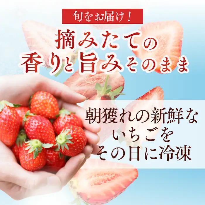 【順次配送】 冷凍いちご  紅ほっぺ 1kg　【 いちご 】