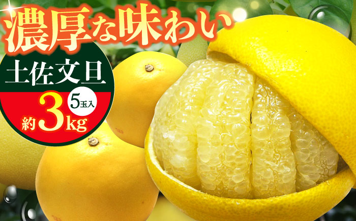 【先行予約】 南国高知温室土佐文旦 約3kg 5玉〈2026年11月中旬～2027年2月中旬頃発送〉/ 文旦 ぶんたん 3kg 3キロ 温室 果物 フルーツ デザート 柑橘 南国 土佐 高知 名物 名産 ムッキー 【フルーツショップオザキ】[ATAH013]