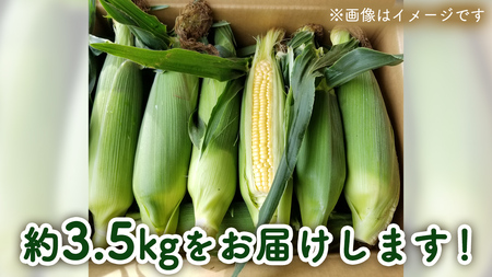 【先行予約 令和7年 6月下旬 以降発送 】 朝採り とうもろこし （ ゴールドラッシュ ） 約 3.5kg トウモロコシ 朝採り 甘い 新鮮 スイートコーン コーン 野菜 極甘 岩田さん 2025 
