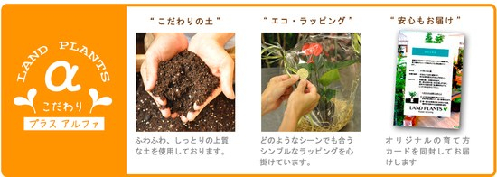 オリーブ 白色 丸型 陶器鉢【黄色小石・受皿・育て方】 オリーブの木　【室内用】　鉢植え・鉢・苗・苗木・丸鉢　結婚式で両親へのプレゼント・結婚式の記念品・両親贈呈ギフト・両親贈呈品・ウエルカムツリー　
