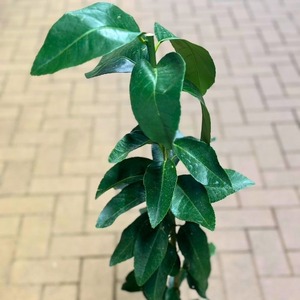 【先行予約】 苗木 種なし レモン シードレス あや 苗 植物 家庭菜園 栽培 果物 ガーデン ガーデニング 庭 贈答 プレゼント ギフト 2025年10月より発送開始 オンライン決済限定