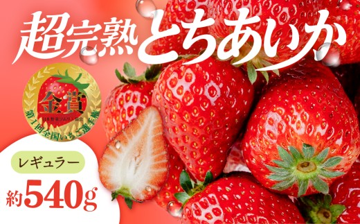いちご 「茂木完熟いちご」　いちご選手権金賞 とちあいか レギュラーサイズ 約270g × 2パック 合計 約540g【2月以降発送】 | いちご イチゴ 苺 ストロベリー とちあいか 完熟 甘い あまい 第１回いちご選手権金賞 果物 フルーツ くだもの 旬 産地直送 栃木県産 美土里農園 栃木県 茂木町