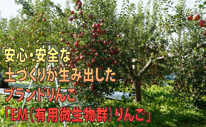 りんご 【 2月発送 】 贈答規格 EM サンふじ 約 3kg 糖度 13度以上 【 弘前市産 青森りんご 】 リンゴ 果物 青森 弘前 ふじ 贈答