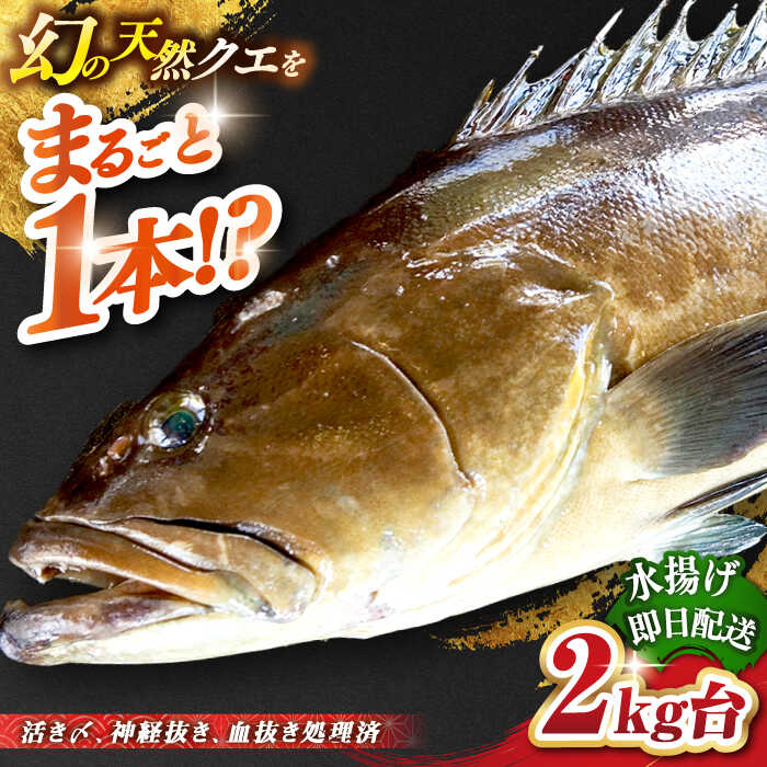 【ふるさと納税】天然クエ（2キロ台・丸もの） 《壱岐市》【壱岐島　玄海屋】[JBS040] クエ 魚 刺身 しゃぶしゃぶ 150000 150000円 15万円 のし プレゼント ギフト