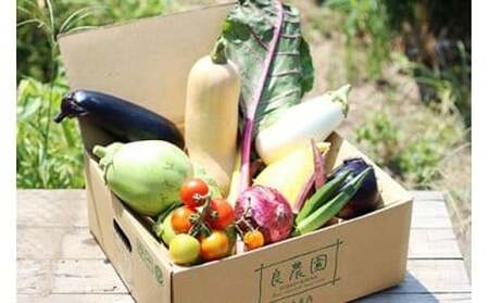 採れたて 良農園 野菜の定期便 朝どれ野菜ソムリエ イタリア野菜 珍しい 西洋野菜