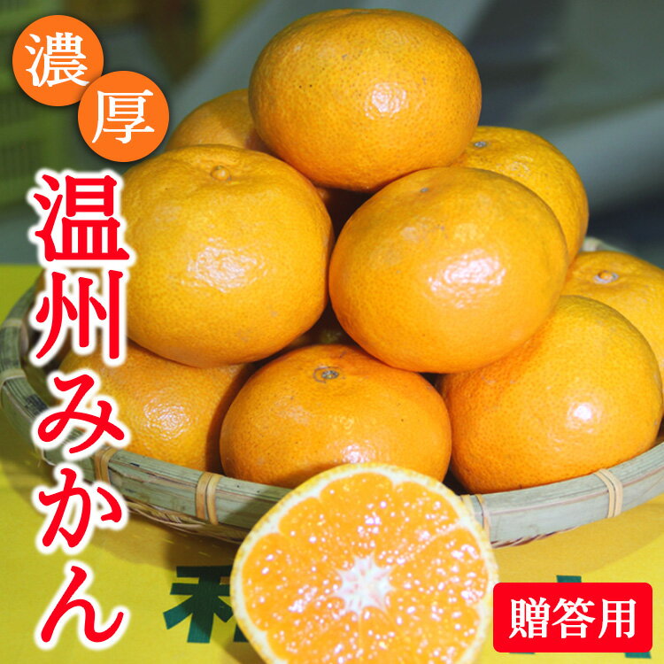 【ふるさと納税】＼選べる内容量／濃厚温州みかん贈答用5kg 7.5kg 10kg（和歌山天田みかん）◆ みかんの産地和歌山　北村農園直送 ※2025年12月上旬頃より順次発送予定