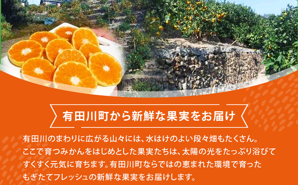 不知火(しらぬい) オレンジ みかん 訳あり 5kg サイズ混合