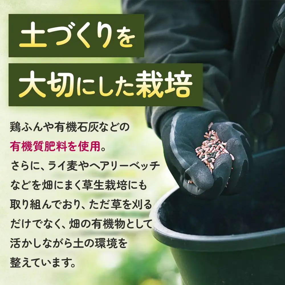 旬の彩り 粒ぶどう 詰め合わせ（約700g） 山梨県産ぶどう ぶどう