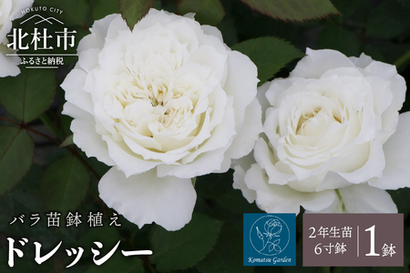 【2026年2月以降発送】バラ苗鉢植え「ドレッシー」  バラ 苗 1鉢 四季咲き 鉢植え 花 ドレッシー 6寸鉢 2年生苗 ガーデニング 初心者 母の日 父の日 