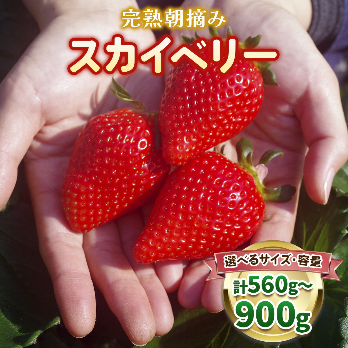 【ふるさと納税】とろける美味しさ！澳原いちご農園の完熟朝摘みスカイベリー！｜イチゴ 苺 果物 果実 スイーツ 産地直送 [0533]