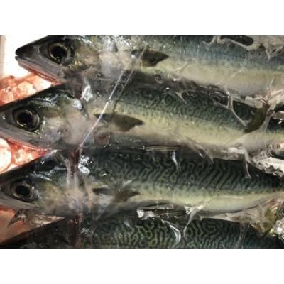 ふるさと納税 八幡浜市 竹中水産の「鯖の天日干し」脂のある大き目を5〜6匹ご用意!【C22-265】 |  | 01