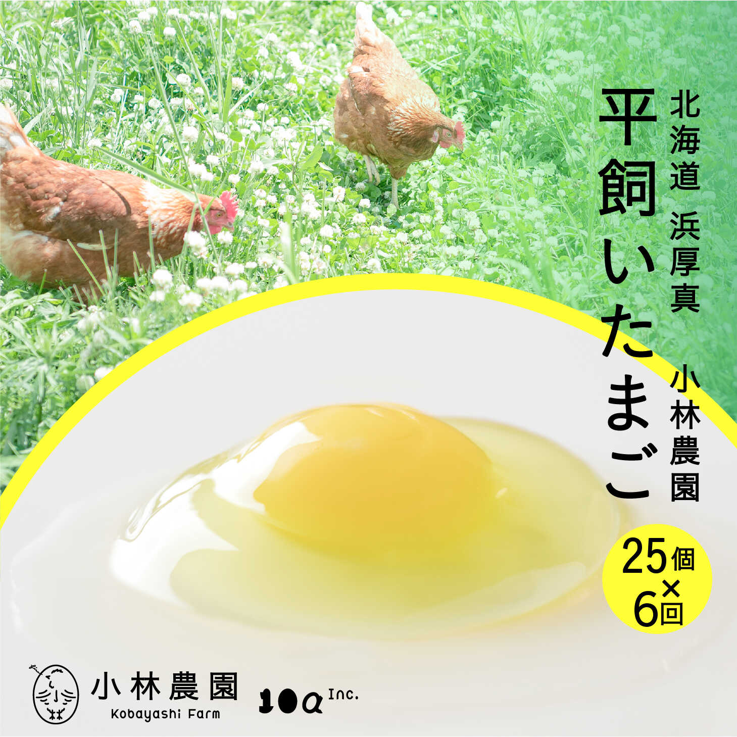 【ふるさと納税】【全6回定期便】こだわりの無投薬・平飼い有精卵 25個《厚真町》【テンアール株式会社】 たまご 卵 鶏卵 玉子 生卵 平飼い 北海道 定期便 [AXAN005]
