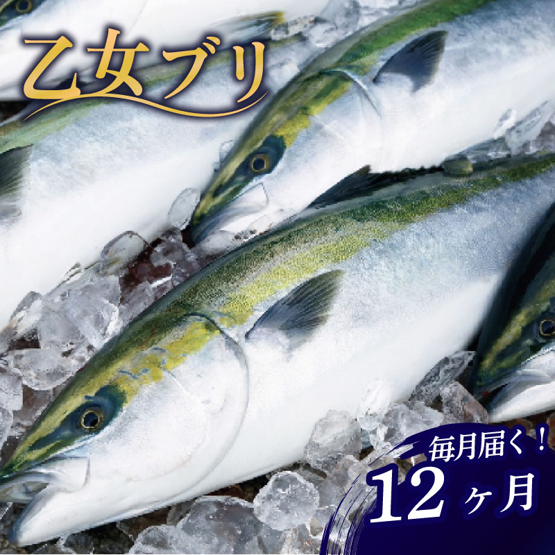【ふるさと納税】乙女 ブリ 定期便 12回 12ヶ月 1年間 新鮮 ブランド 鰤 ぶり 神経締め 冷蔵 産地直送 鮮魚 切り身 お刺身 乙女ブリ 極みブリ しゃぶしゃぶ 照り焼き 正月 お歳暮 お中元 年末 送料無料 高知県 須崎市