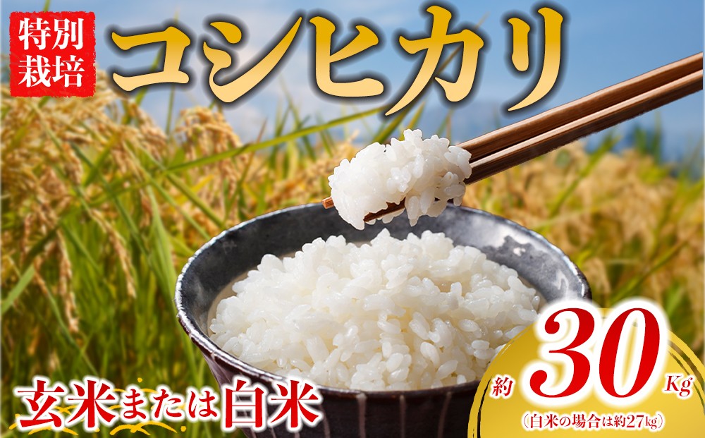 
                  【選べる品種】 特別栽培米 コシヒカリ 約30kg×1（玄米）約27kg×1（白米）阿蘇アグロスタイル  米 ごはん 人気 美味しい 甘味 もちもち なめらか 減農薬 湧水 熊本県 阿蘇市
                