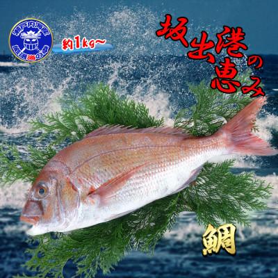 ふるさと納税 坂出市 ≪瀬戸内海産≫鮮魚のプロが見極めた朝1番水揚げされた天然真鯛を直送致します。[中サイズ] |  | 02