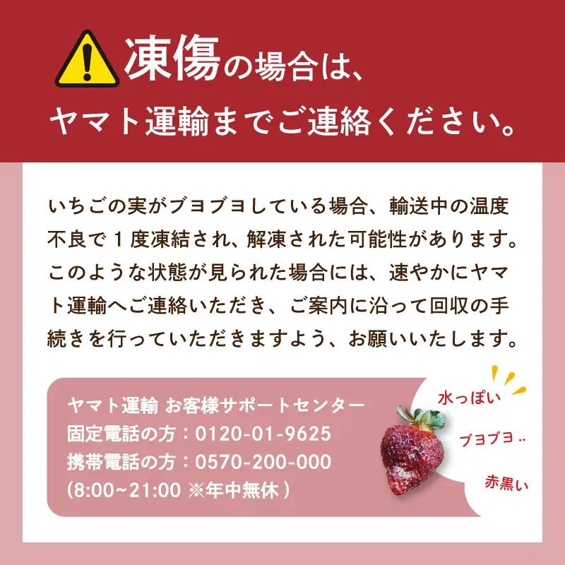 いちご 2パック  |あまおう イチゴ DNK