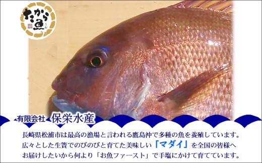 〜津本式・究極の血抜き仕立て〜おいしかタイ1.2kg( 松浦 養殖 真鯛 長期熟成 津本式 究極の血抜き 保栄水産 )【B8-045】
