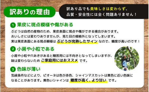【訳あり】※2026年の予約です！※岡山県産 林ファミリーのシャインマスカット 約1.2kg（約2～3房）【2026年先行予約】 / 葡萄 ぶどう 岡山 真庭市 マスカット ブドウ 果物 フルーツ 新