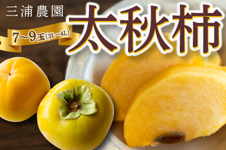 【先行予約】三浦農園 太秋柿 7玉から9玉 (3Lから4L) 2025年10月上旬から10月下旬 出荷予定