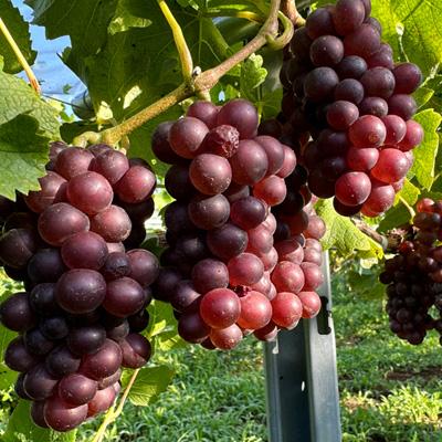 ふるさと納税 佐倉市 【数量限定】佐倉産初のワイン!ピノ・グリのオレンジワイン　720ml×1本 |  | 03