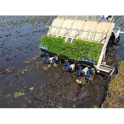 ふるさと納税 香取市 【毎月定期便】自然米 (白米3.8kg)全3回 |  | 02