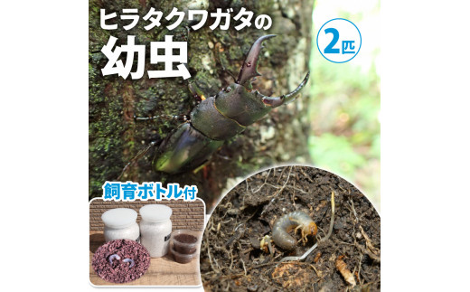 【配送期間は2026年1月下旬～4月上旬に随時配送】ヒラタクワガタ（幼虫・２匹）飼育ボトル付 生き物 エサ付き [№5299-0052]