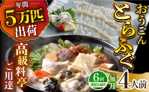 【全6回定期便】活〆おうごんとらふぐ プレミアムセット（4人前）平戸市 / 松永水産 [KAB274]おうごんとらふぐ トラフグ ふぐ フグ 海鮮 高級魚 刺身 鍋 長崎 通販 お取り寄せ