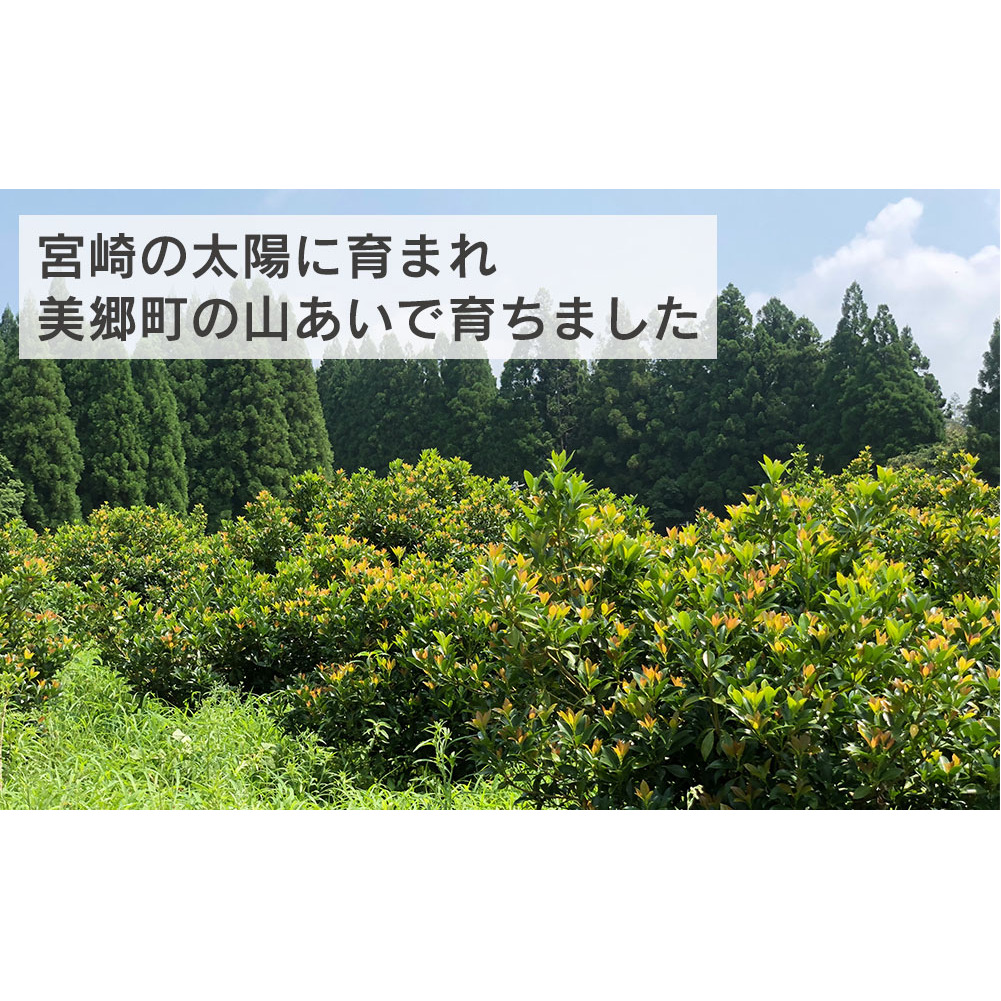 しきみ しきび 4束 セット 70cm 40cm 各2束 [中村しきみ園 宮崎県 美郷町 31ay0003] 樒 シキミ 彼岸 お墓 おしきみ お彼岸 墓参り 宮崎県産 産 冷蔵便_イメージ2