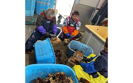 大福丸のムール貝 3kg【三陸山田産】【配送日指定不可】【沖縄・離島配送不可】三陸山田 山田町 山田湾 海産品 しゅうり貝 海鮮 シーフード おつまみ 殻付き 酒蒸し パスタ パエリア ワイン蒸し Y