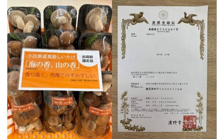 小田原産高級しいたけ「海の香・山の香」　　香り高く肉厚でみずみずしい　　500ｇお届け〈出荷時期:2024/11/1出荷開始～2025/1/31出荷終了〉【 野菜 きのこ キノコ 茸 シイタケ しいた