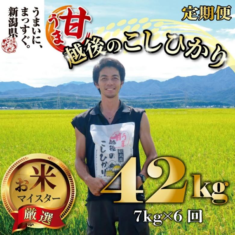 【令和6年産】 新米 コシヒカリ 定期便 7kg 6ヵ月 42kg 甘うま越後のこしひかり 越後 えちご 玄米 特別栽培米 新潟 コメ こめ お米 米 しんまい 新潟県 新潟米 新発田市 新発田産 斗伸 toushin010