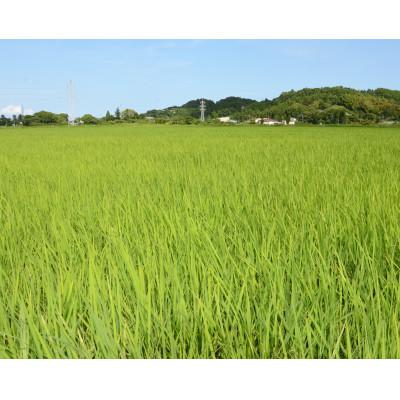 ふるさと納税 いすみ市 【毎月定期便】千葉県いすみ市産コシヒカリ10kg(5kg×2袋)全3回 |  | 01