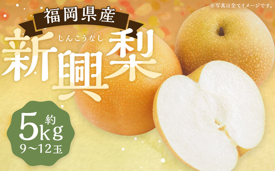 【10月上旬発送開始】 新興梨 9～12玉 なし 梨 福岡県産