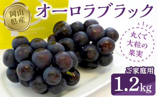 オーロラブラック1.2kg（ご家庭用）【数量限定200セット】【ぶどう 葡萄 フルーツ 果物 おすすめ 人気 岡山県産 数量限定 新鮮】