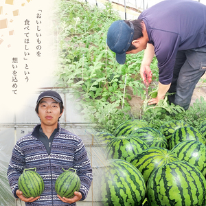 小玉スイカ1玉 熊本和水町産 スイカ 小玉【4月中旬頃から順次出荷】 | 熊本県 和水町 くまもと なごみまち すいか 西瓜 スイカ 小玉 1玉