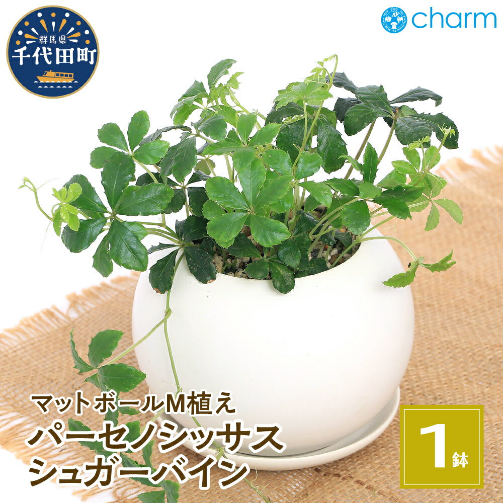 【ふるさと納税】パーセノシッサス シュガーバイン マットボールM植え(1鉢) PVP受皿付 軽石砂 北海道冬季発送不可 群馬県千代田町 多肉植物 インテリア ナチュラル かわいい リラクゼーション 室内栽培 プレゼント ギフト 贈答用 お祝い 趣味 株式会社 チャーム
