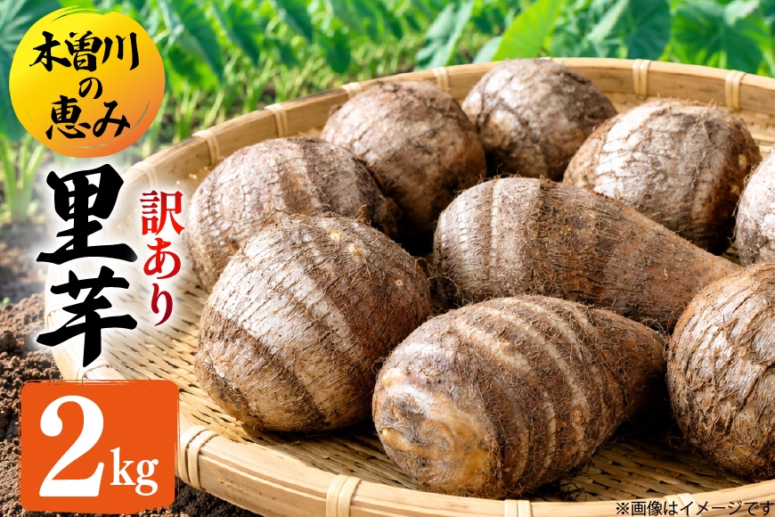 
                  里芋 訳あり 2kg  木曽川の恵み [江南北ファーム 愛知県 江南市ko23btu430002] 里芋 さといも サトイモ 野菜 根菜 訳あり 2キロ 産地直送 豚汁 煮物 しょうが醤油 おうちごはん まとめ買い
                