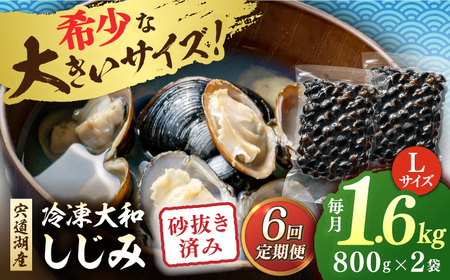 しじみ 【全6回定期便】宍道湖産 冷凍大和しじみ 砂抜き済 Lサイズ800×2袋(1.6kg) 島根県松江市/しじみ市場株式会社[ALDK007] しじみ しじみ