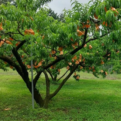 【2025年発送】【7月発送】岡山白桃　約1.2kg(4～6玉)【配送不可地域：離島・北海道・沖縄県】