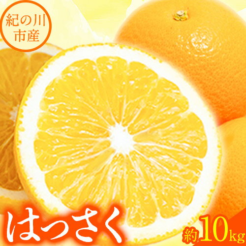 【先行予約】【ふるさと納税】八朔 約10kg m＆n果実園《2026年1月下旬-3月中旬頃出荷》和歌山県 紀の川市 果物 フルーツ はっさく 柑橘類 送料無料