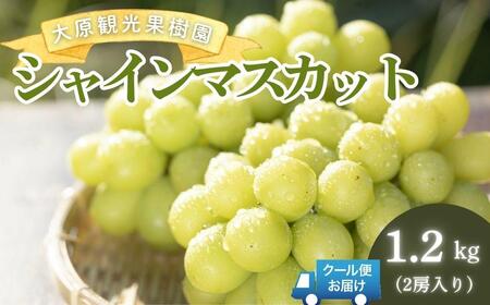 【2026年先行予約】［大原観光果樹園］シャインマスカット 2房（約1.2kg）