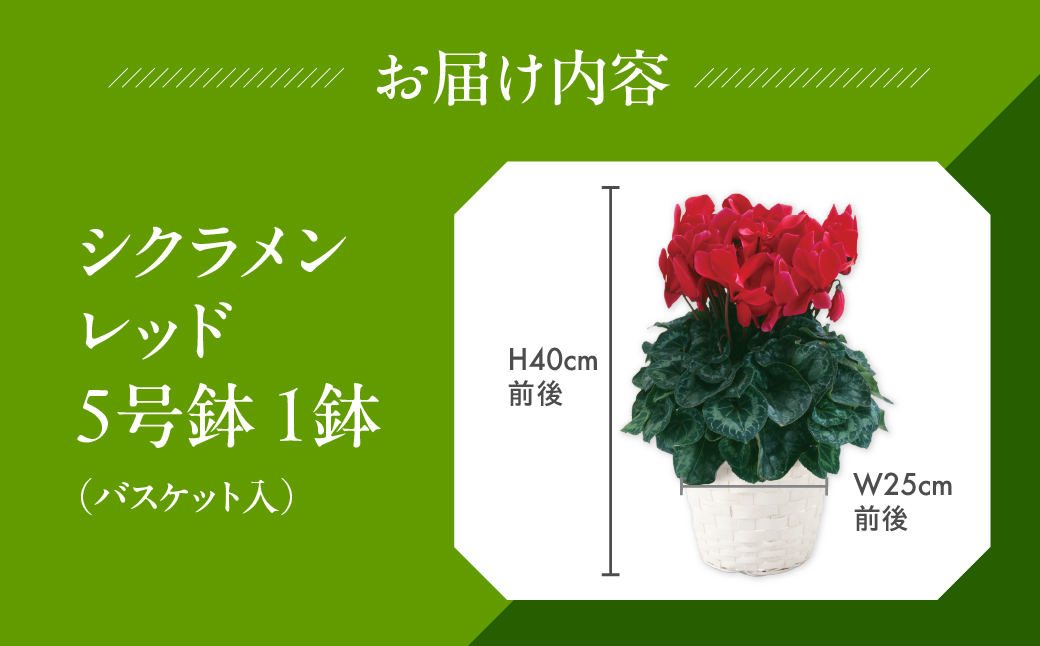 シクラメン レッド 観葉植物 植物 5号鉢 人気 おしゃれ かわいい 初心者 枯れにくい 育てやすい お手入れ 室内 大鉢 中型 インテリア リビング 玄関 寝室 キッチン オフィス プレゼント ギフ