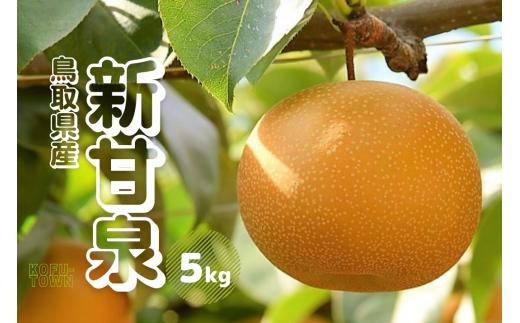 新甘泉 5kg前後 梨 鳥取県産 先行受付 2025年秋収穫分 しんかんせん なし 5キロ TM28 0684
