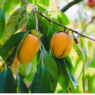 ふるさと納税 松江市 【秀品】とろ〜り甘さの極み!柿の里の西条柿 6玉 島根県松江市【マルカミ農縁株式会社】 |  | 02