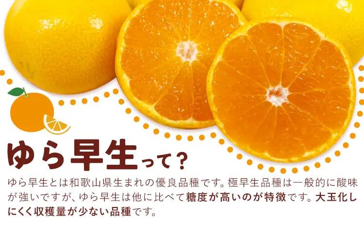 みかん ゆら早生みかん 約5kg